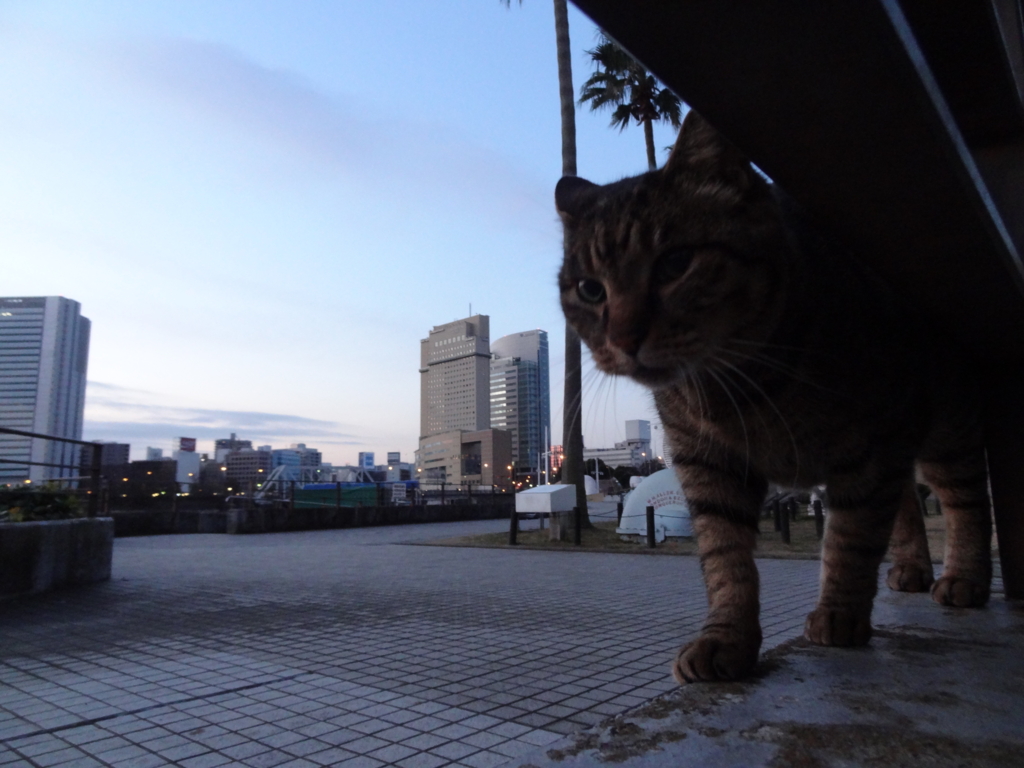 f:id:shigeo-t:20160131030120j:plain f:id:shigeo-t:20160131030120j:plain