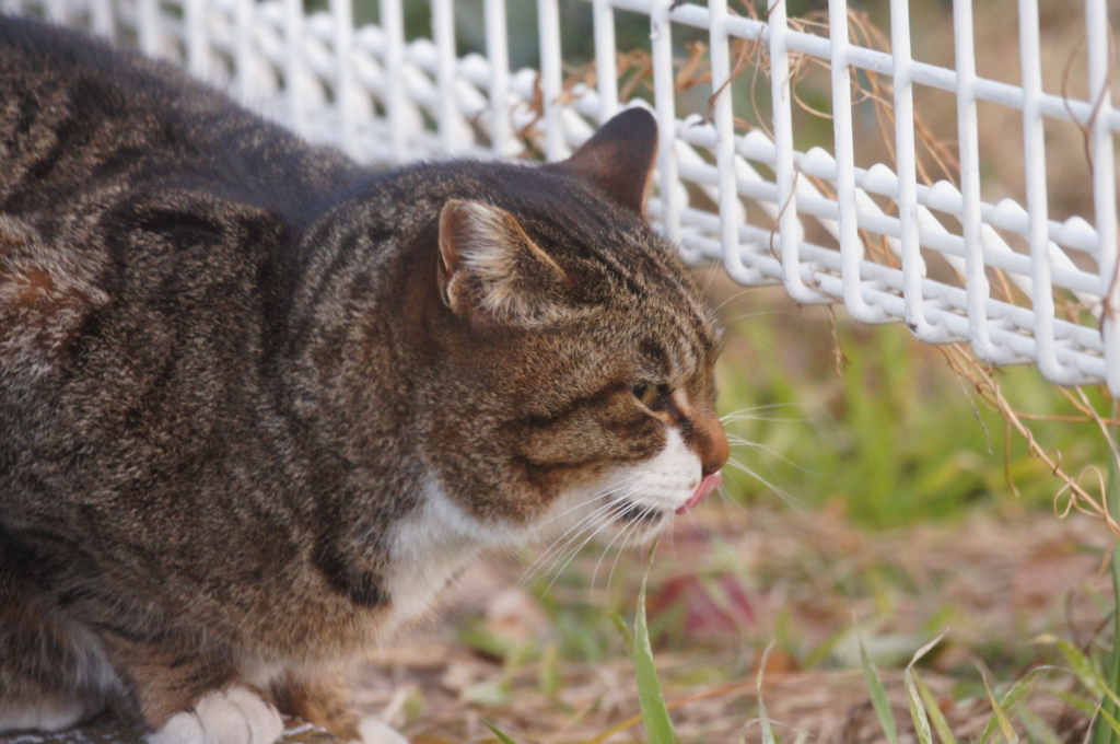 f:id:shigeo-t:20160201040902j:plain f:id:shigeo-t:20160201040902j:plain