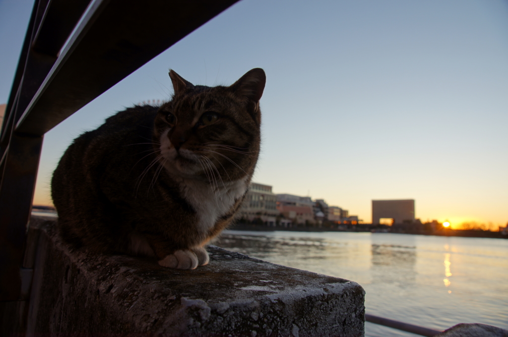 f:id:shigeo-t:20160201041525j:plain f:id:shigeo-t:20160201041525j:plain