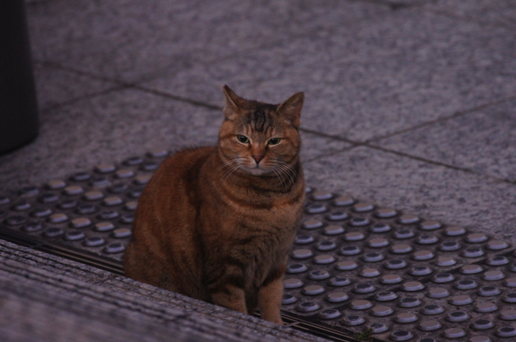 f:id:shigeo-t:20160201045258j:plain f:id:shigeo-t:20160201045258j:plain