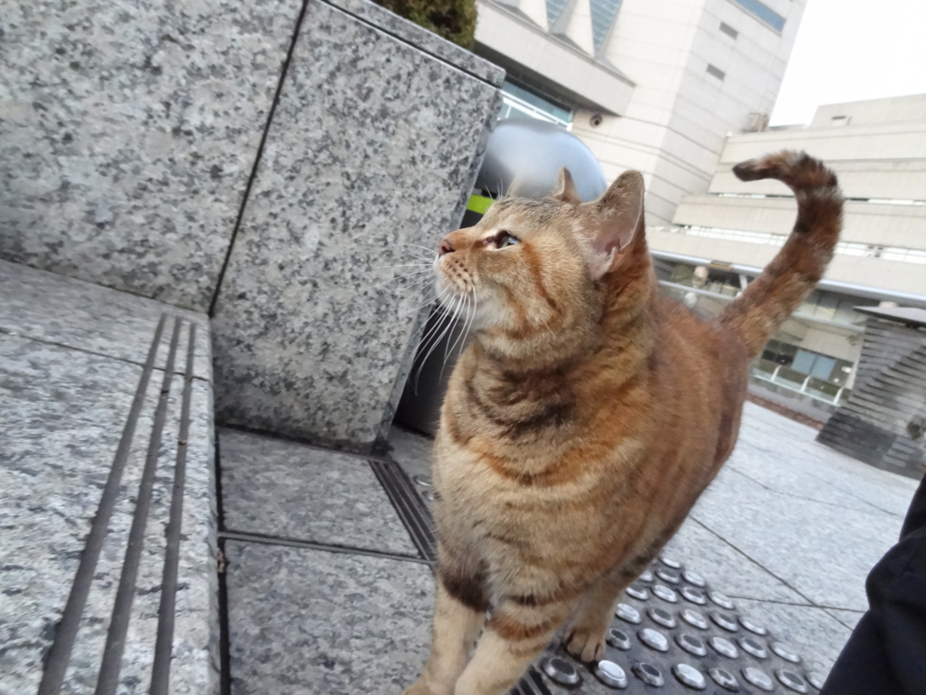 f:id:shigeo-t:20160216040005j:plain