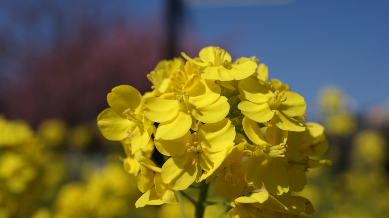 f:id:shigeo-t:20160219184830j:plain f:id:shigeo-t:20160219184830j:plain