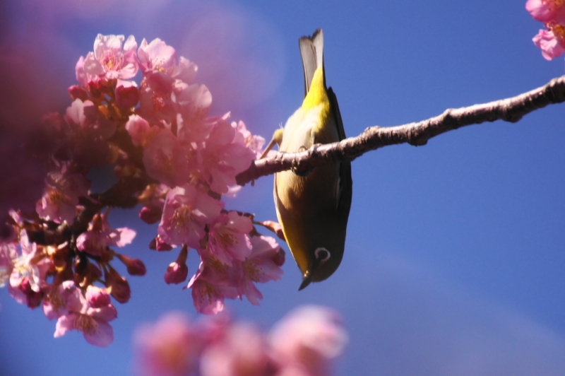 f:id:shigeo-t:20160219213512j:plain f:id:shigeo-t:20160219213512j:plain