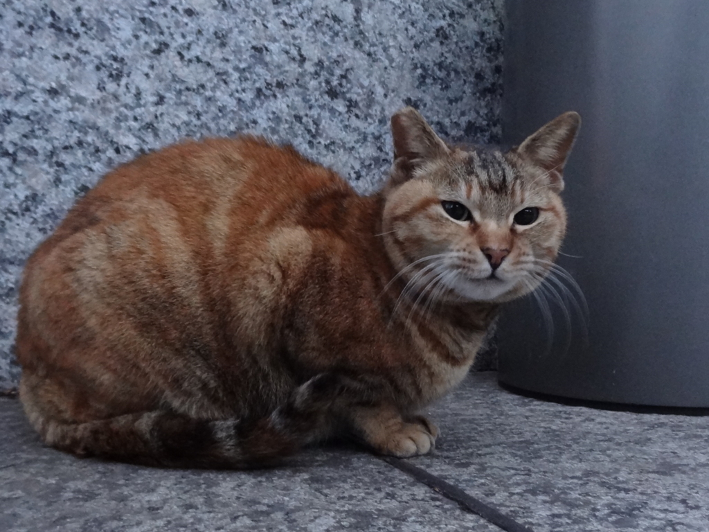 f:id:shigeo-t:20160229034603j:plain