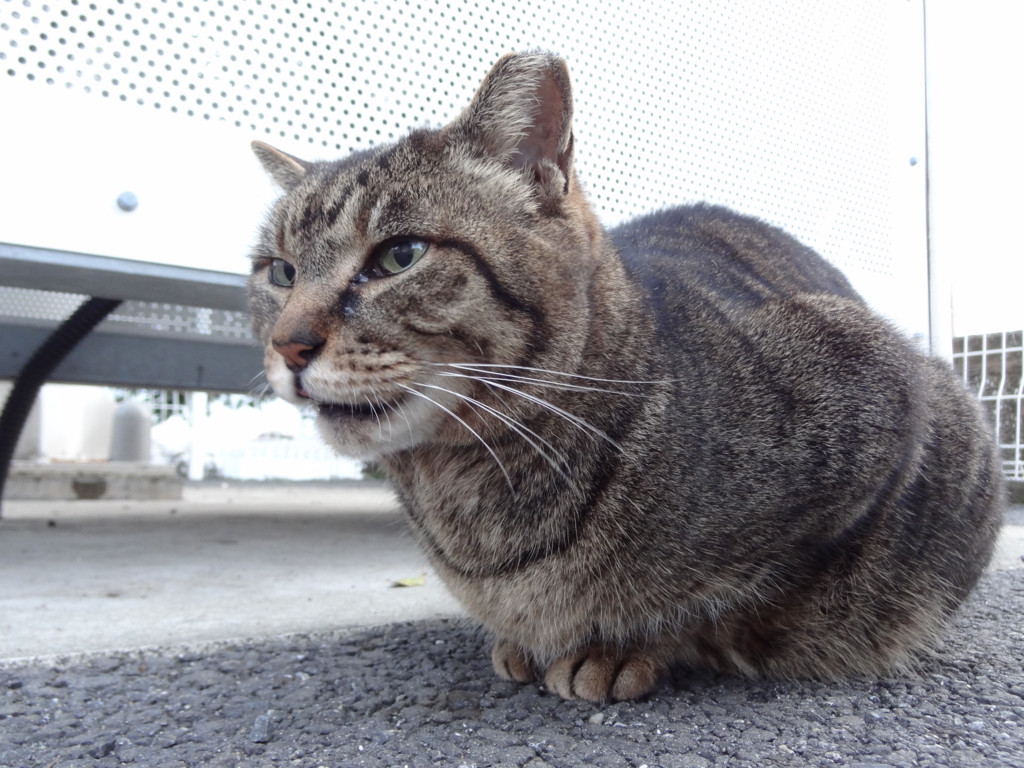 f:id:shigeo-t:20160301034312j:plain f:id:shigeo-t:20160301034312j:plain