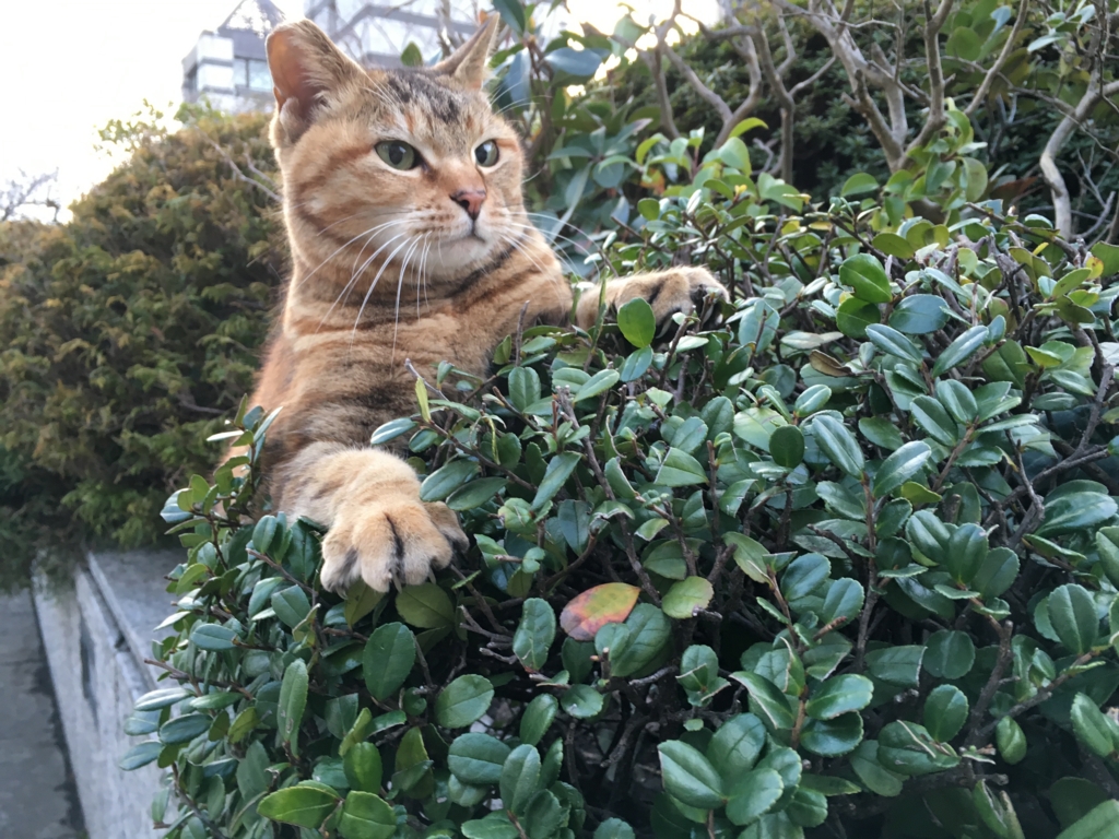 f:id:shigeo-t:20160316220106j:plain