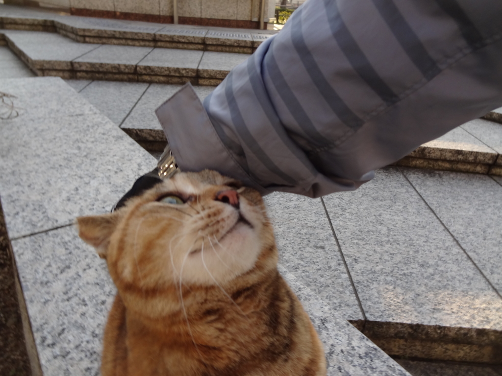 f:id:shigeo-t:20160403045237j:plain