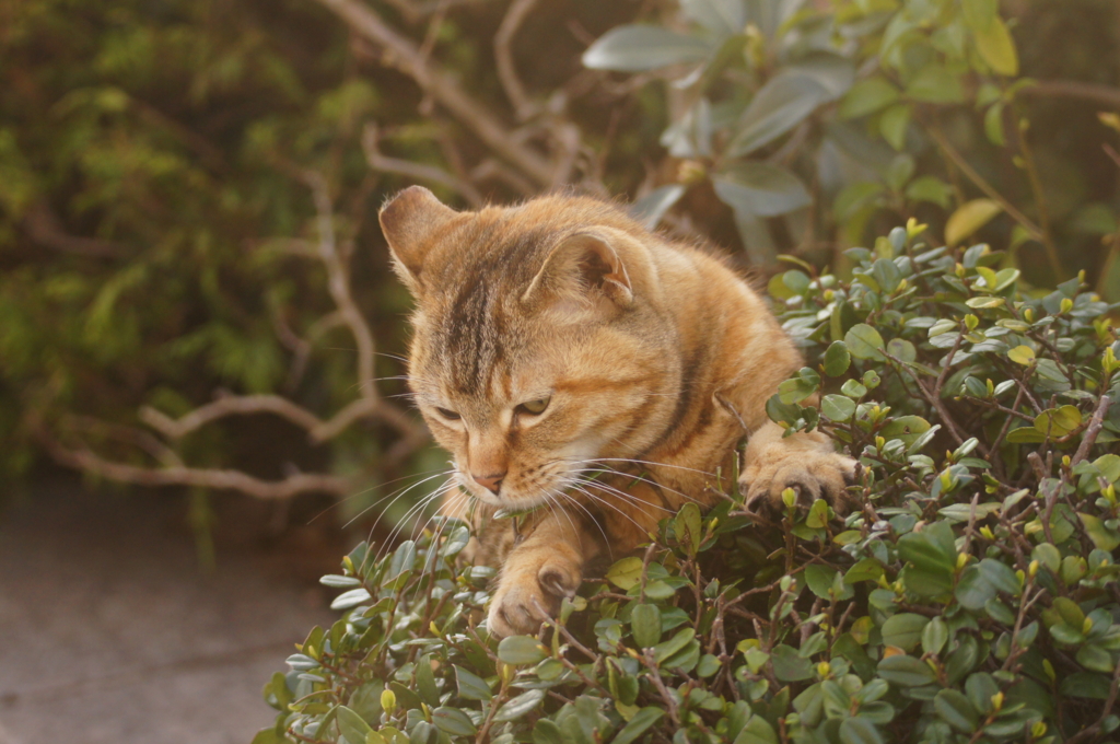 f:id:shigeo-t:20160416040833j:plain