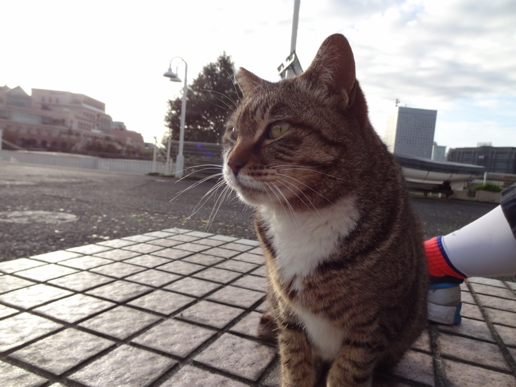 f:id:shigeo-t:20160416050039j:plain