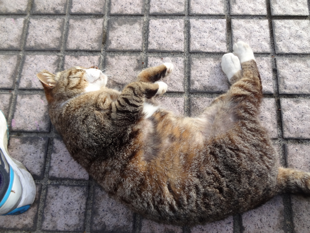 f:id:shigeo-t:20160416050050j:plain