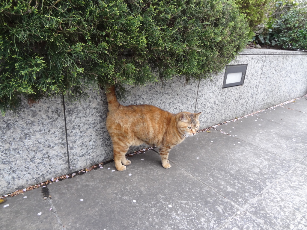 f:id:shigeo-t:20160420043723j:plain f:id:shigeo-t:20160420043723j:plain
