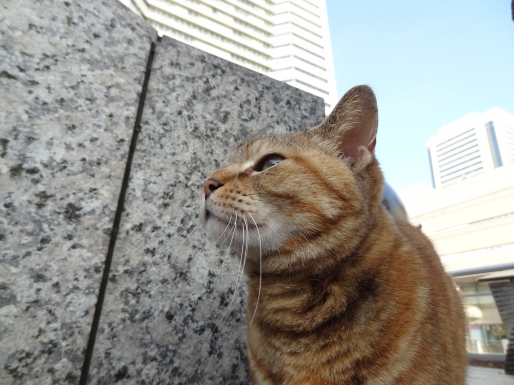 f:id:shigeo-t:20160430144545j:plain f:id:shigeo-t:20160430144545j:plain