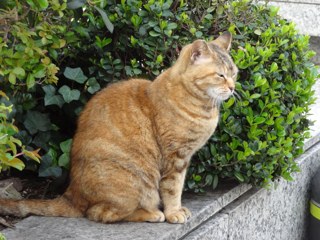 f:id:shigeo-t:20160430150806j:plain f:id:shigeo-t:20160430150806j:plain