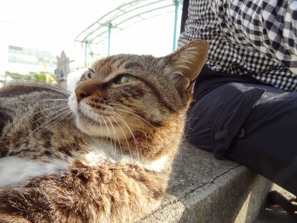 f:id:shigeo-t:20160430151124j:plain f:id:shigeo-t:20160430151124j:plain
