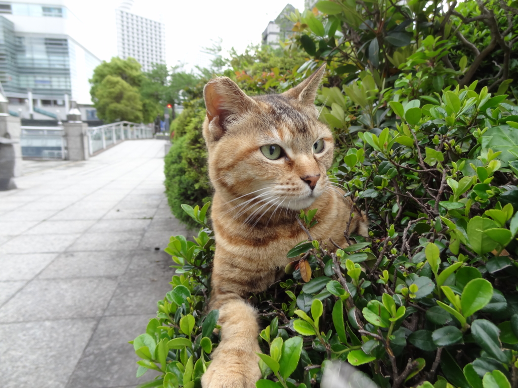 f:id:shigeo-t:20160430153126j:plain f:id:shigeo-t:20160430153126j:plain