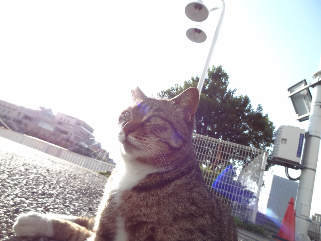 f:id:shigeo-t:20160430154249j:plain f:id:shigeo-t:20160430154249j:plain