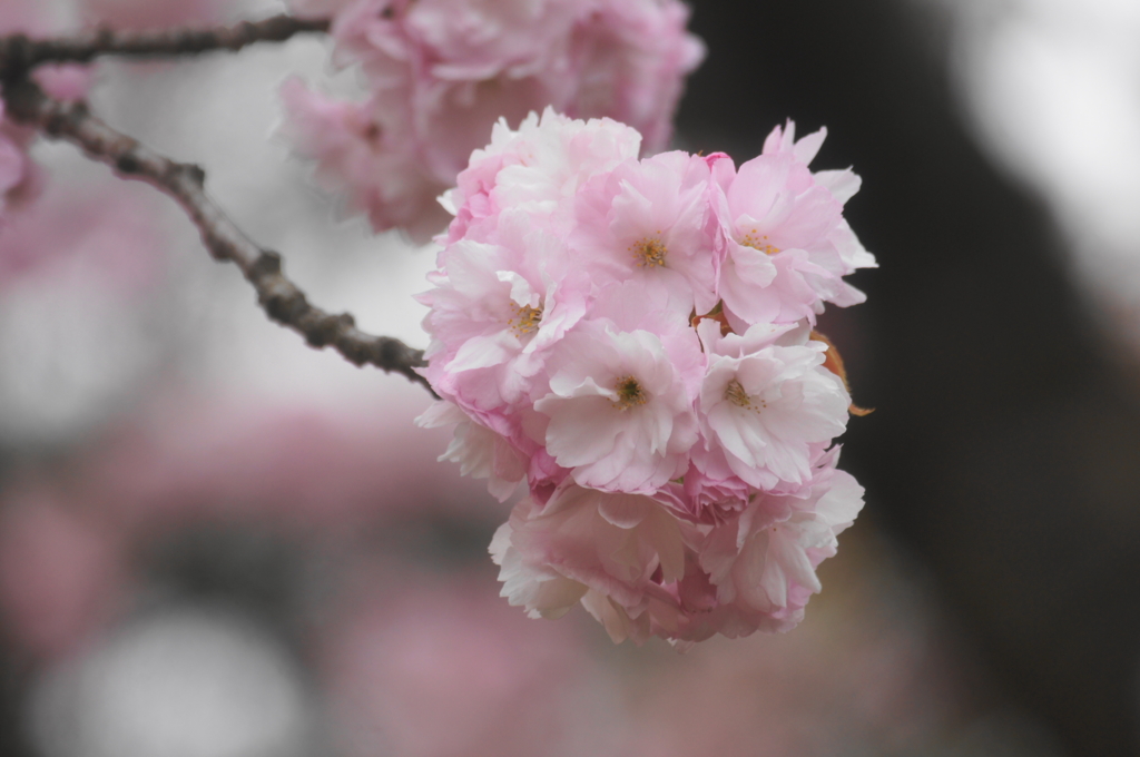 f:id:shigeo-t:20160503034603j:plain f:id:shigeo-t:20160503034603j:plain