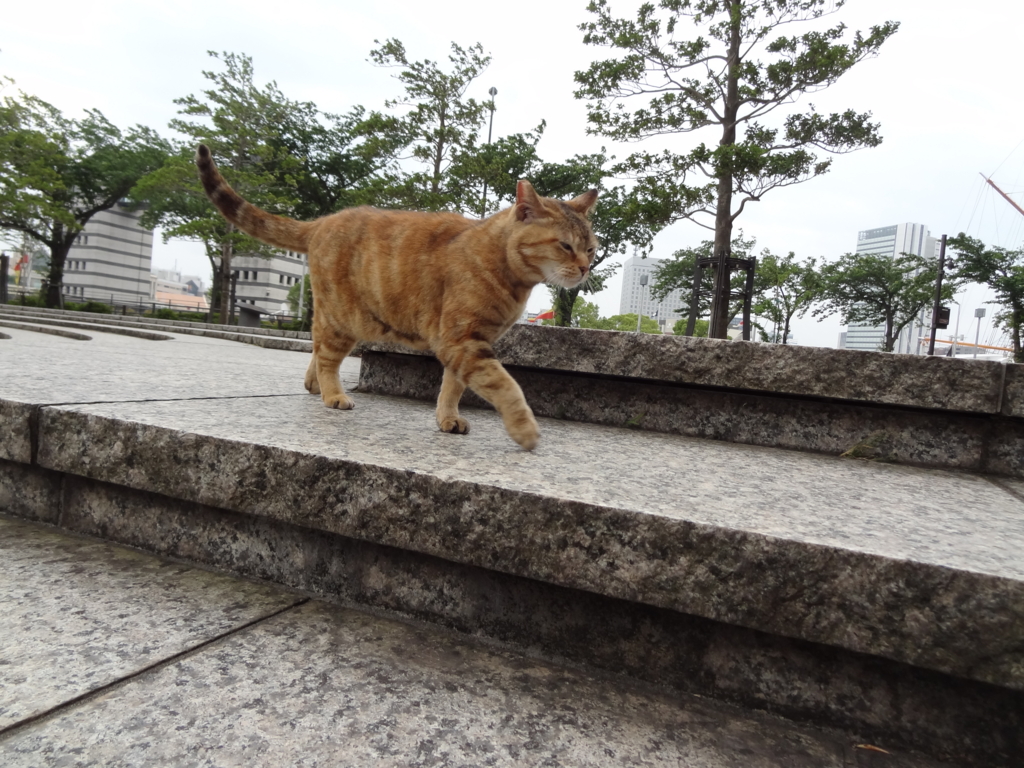 f:id:shigeo-t:20160601034445j:plain f:id:shigeo-t:20160601034445j:plain