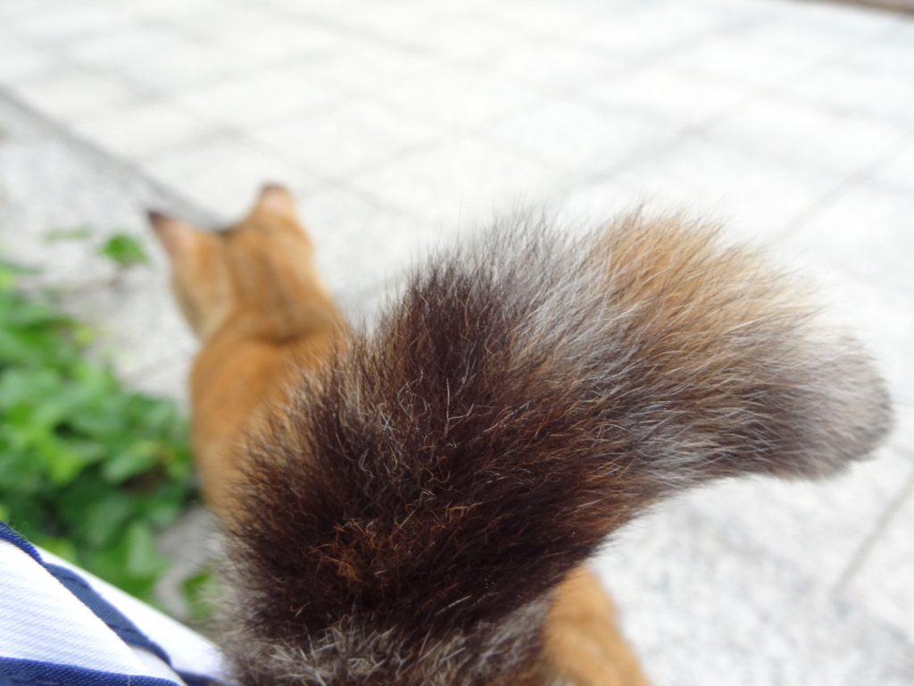 f:id:shigeo-t:20160601040414j:plain f:id:shigeo-t:20160601040414j:plain