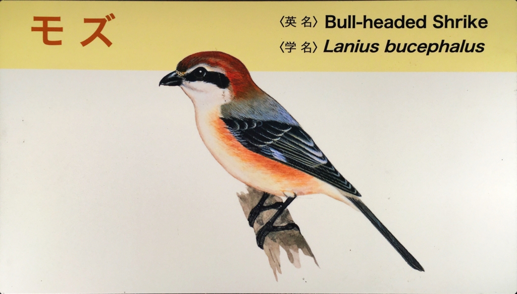 f:id:shigeo-t:20160604034707j:plain f:id:shigeo-t:20160604034707j:plain