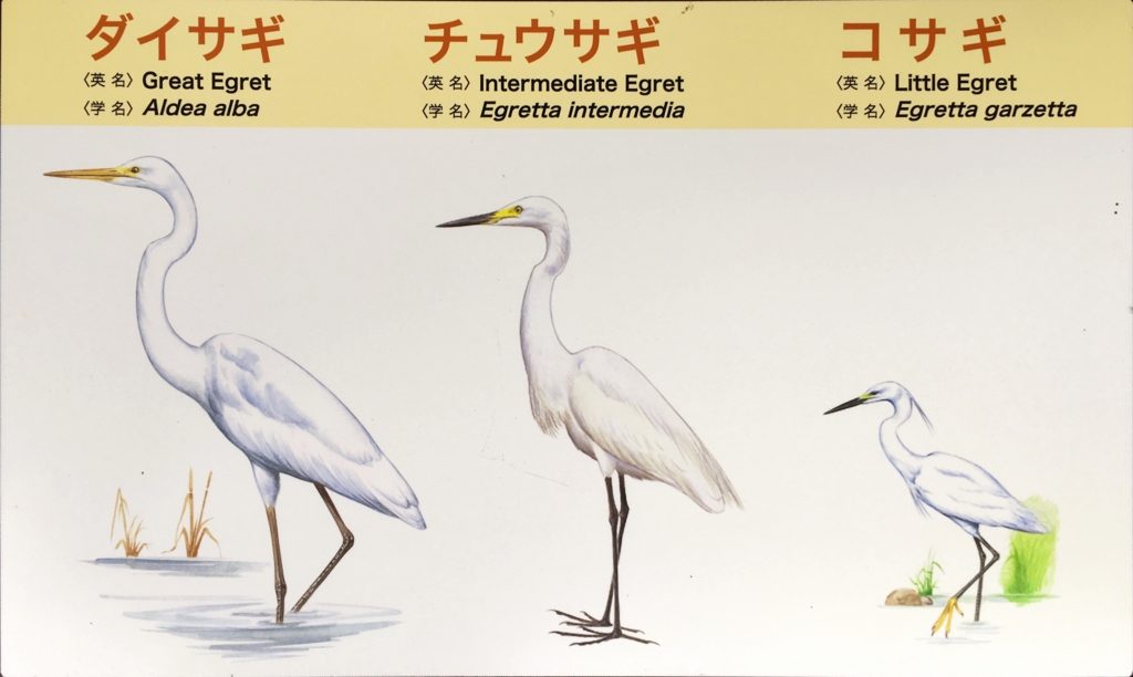 f:id:shigeo-t:20160604034712j:plain f:id:shigeo-t:20160604034712j:plain