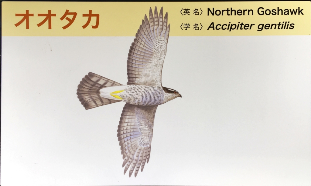 f:id:shigeo-t:20160604034804j:plain f:id:shigeo-t:20160604034804j:plain