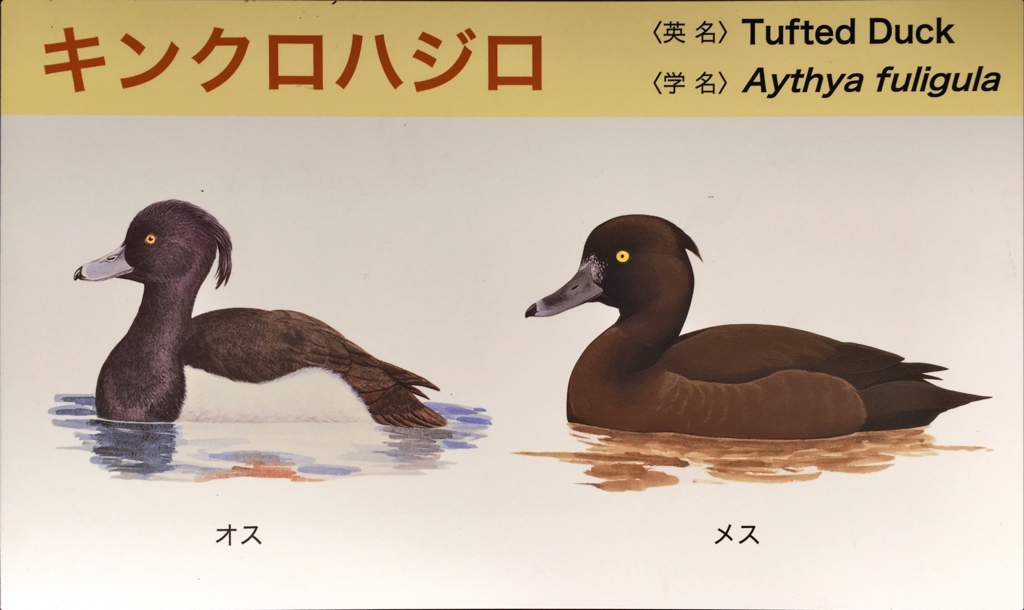 f:id:shigeo-t:20160604034820j:plain f:id:shigeo-t:20160604034820j:plain