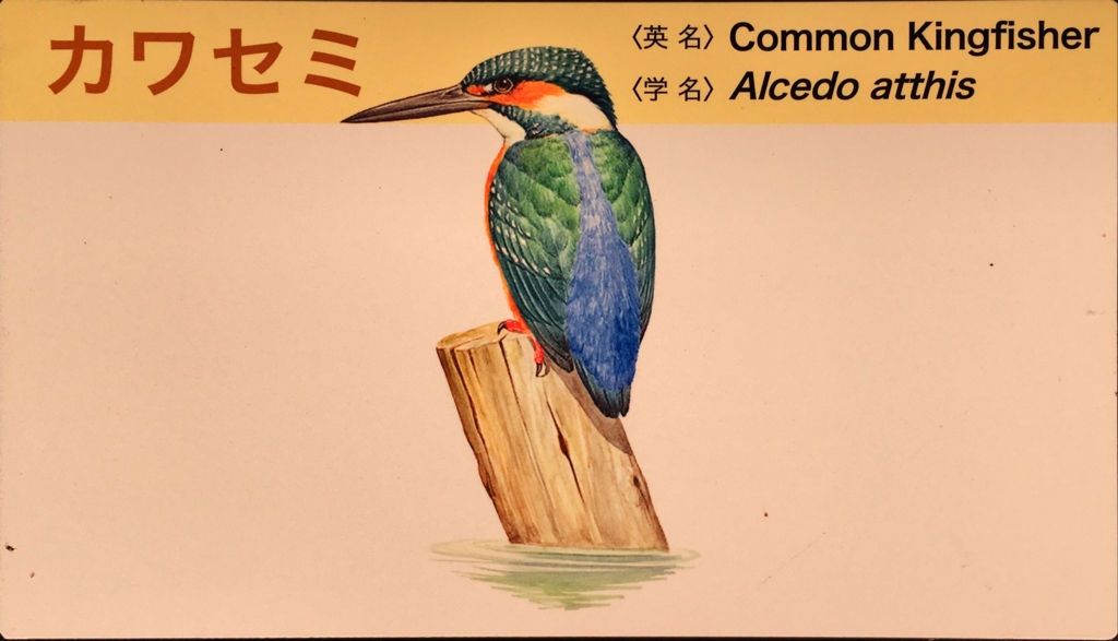 f:id:shigeo-t:20160604034828j:plain f:id:shigeo-t:20160604034828j:plain