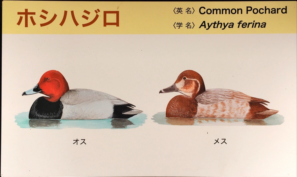 f:id:shigeo-t:20160604034833j:plain f:id:shigeo-t:20160604034833j:plain