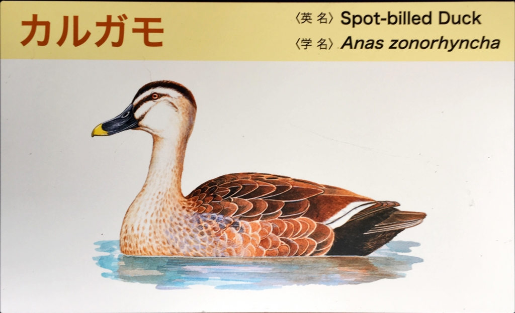 f:id:shigeo-t:20160604034912j:plain f:id:shigeo-t:20160604034912j:plain