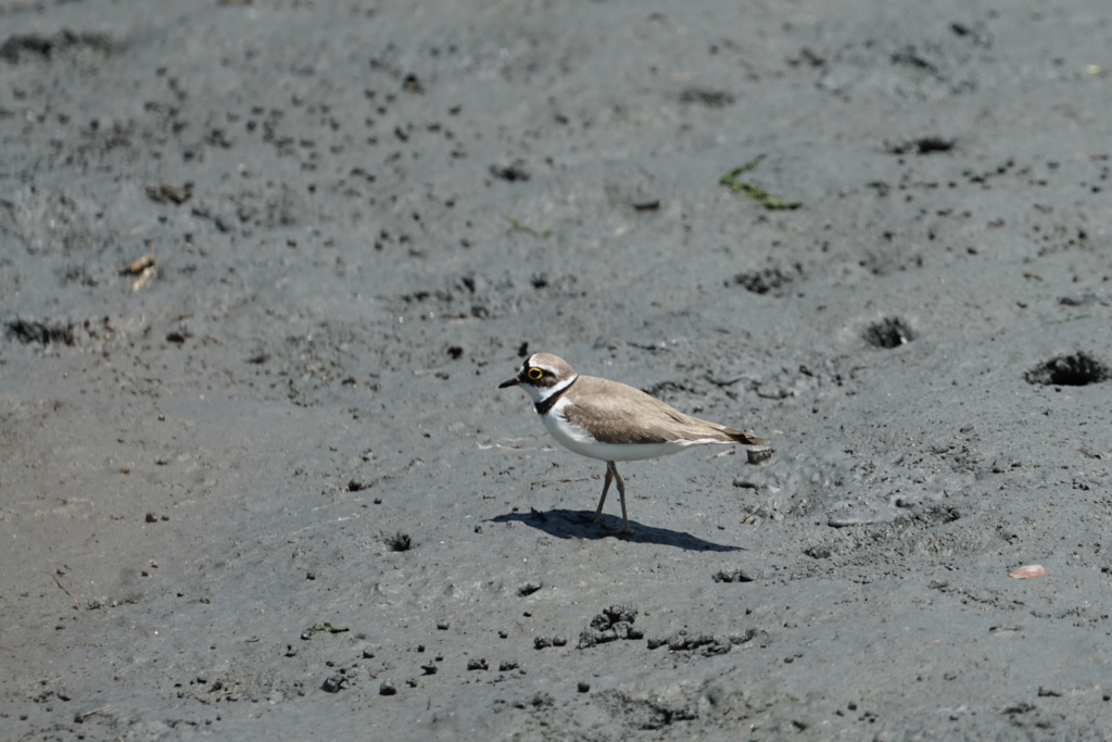 f:id:shigeo-t:20160604041112j:plain f:id:shigeo-t:20160604041112j:plain