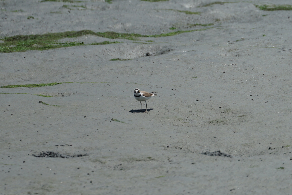 f:id:shigeo-t:20160604041317j:plain f:id:shigeo-t:20160604041317j:plain