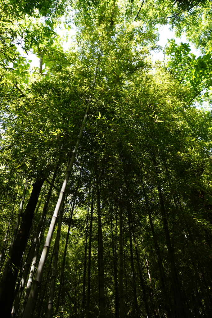 f:id:shigeo-t:20160604042822j:plain f:id:shigeo-t:20160604042822j:plain