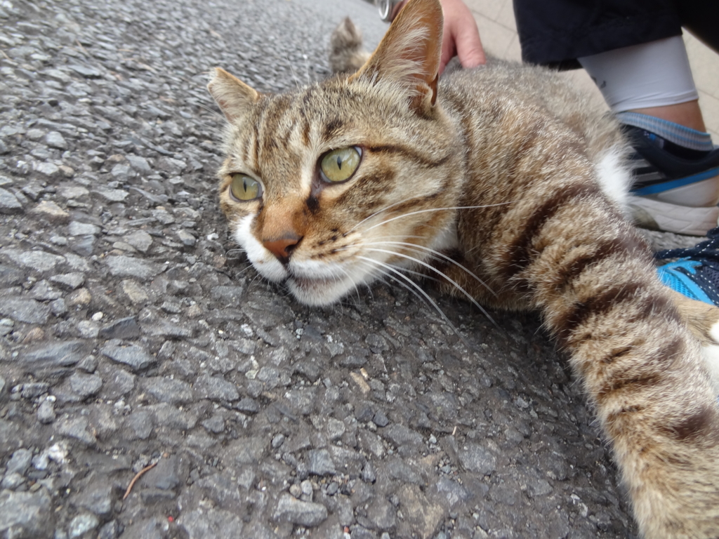 f:id:shigeo-t:20160702032904j:plain