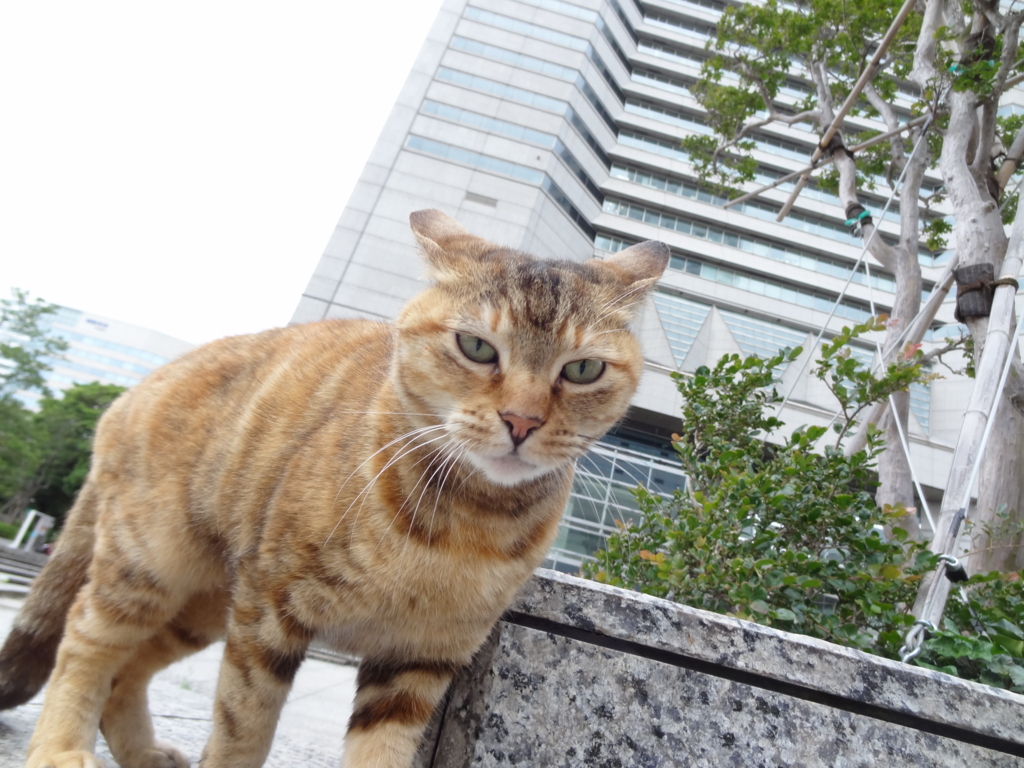 f:id:shigeo-t:20160702034902j:plain