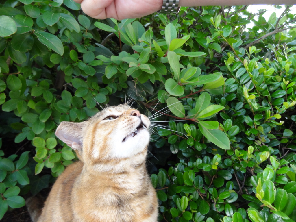 f:id:shigeo-t:20160702035319j:plain