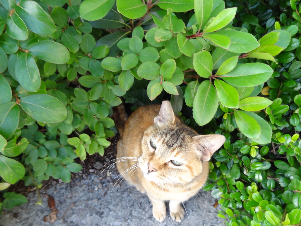 f:id:shigeo-t:20160702035516j:plain