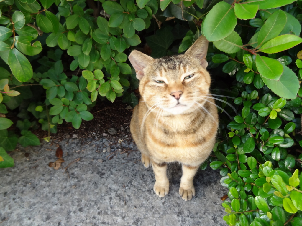 f:id:shigeo-t:20160702035517j:plain