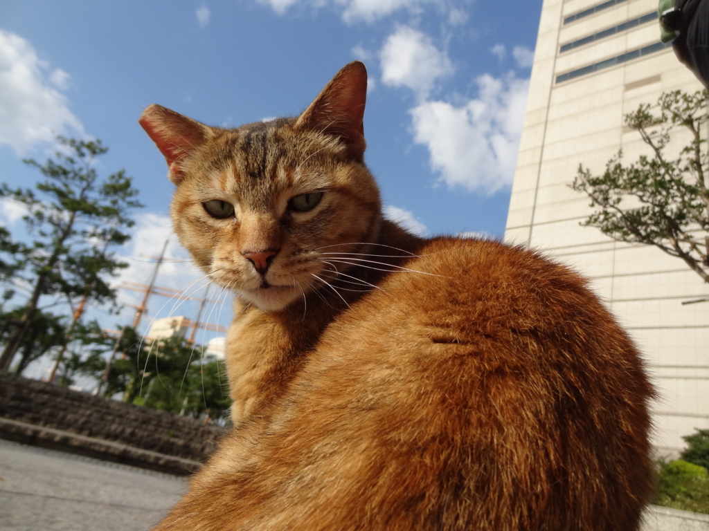 f:id:shigeo-t:20160702035540j:plain