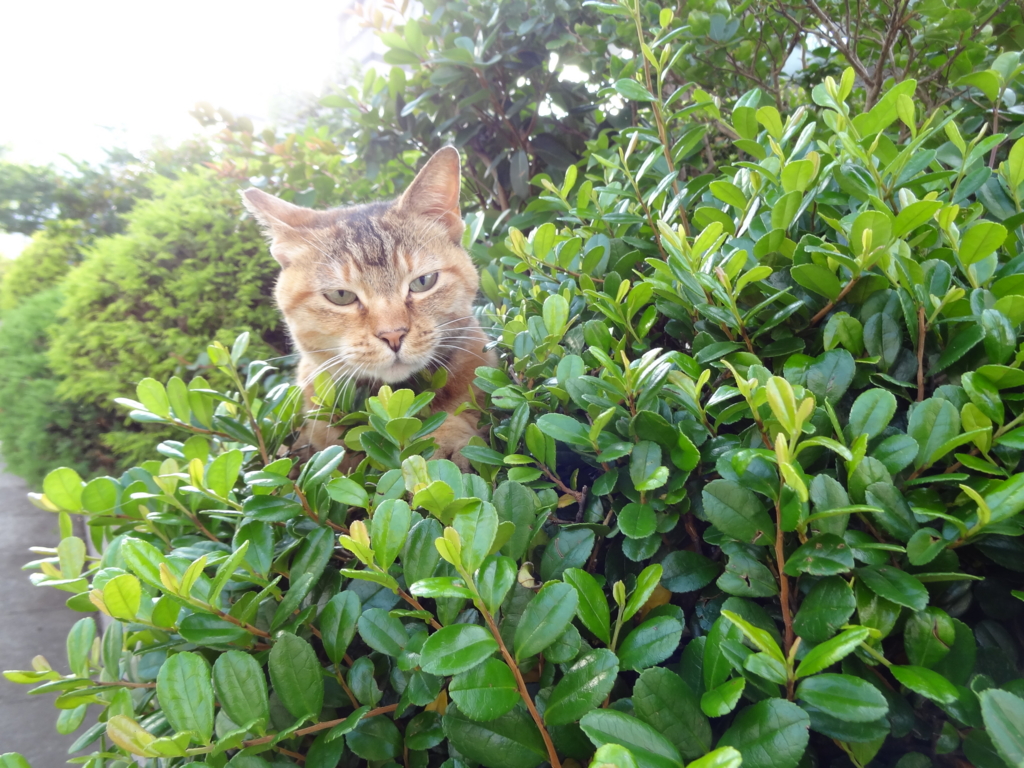 f:id:shigeo-t:20160702035644j:plain