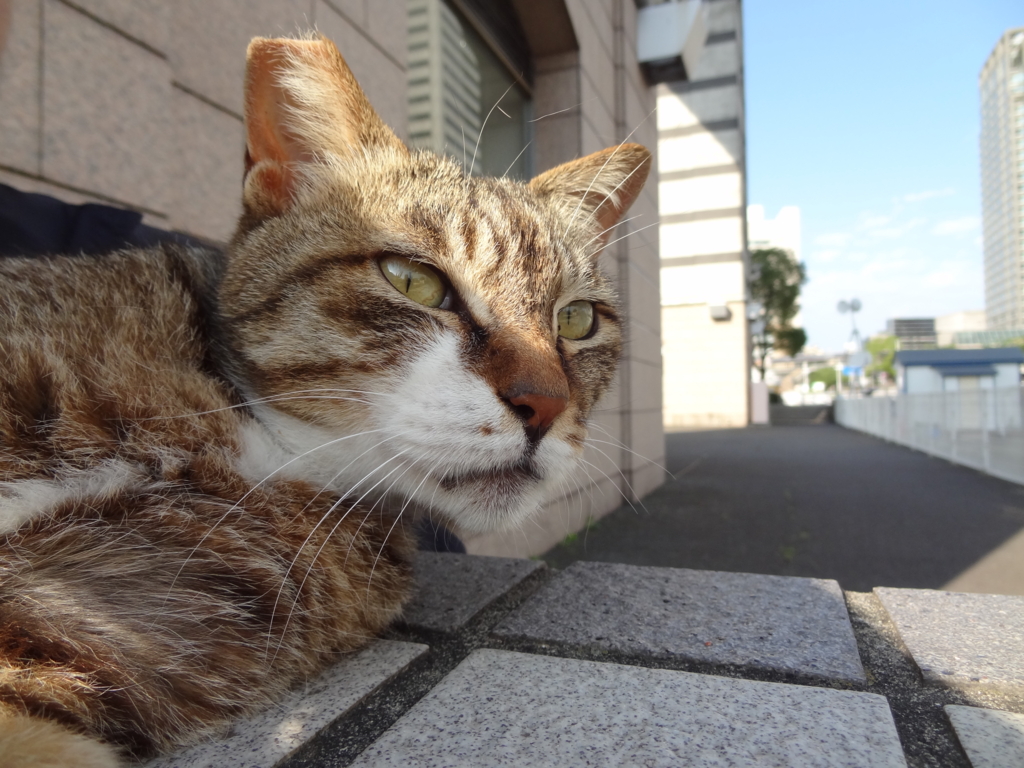 f:id:shigeo-t:20160702040546j:plain