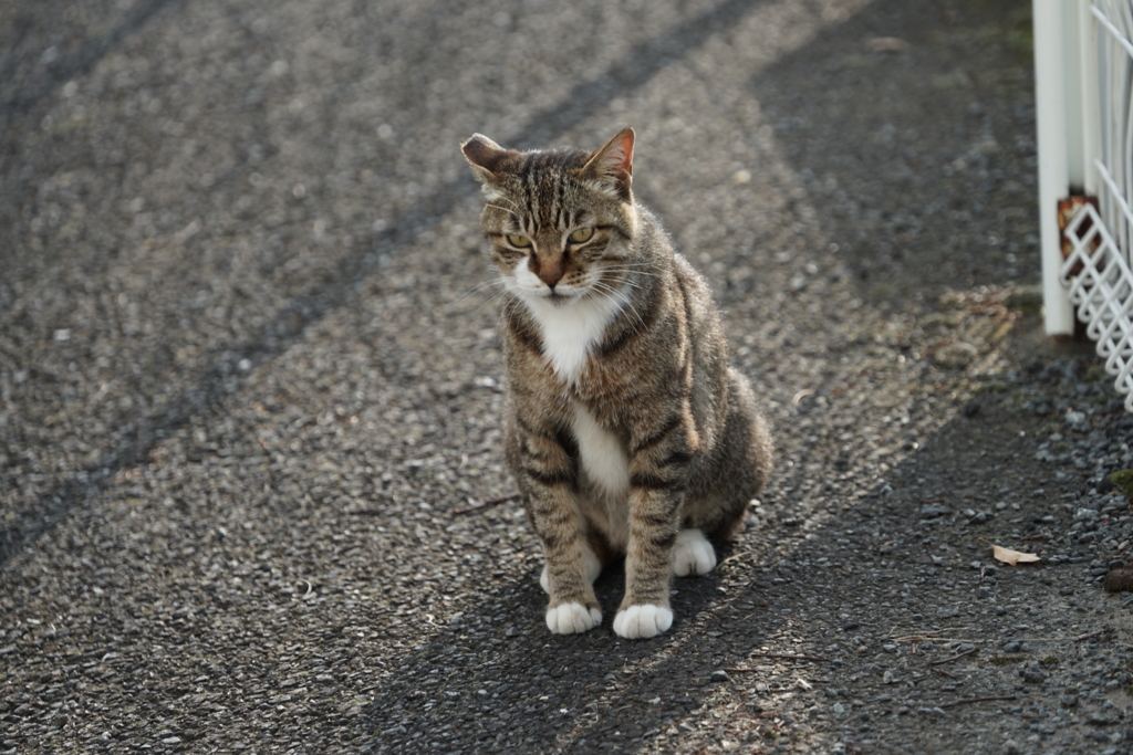 f:id:shigeo-t:20160702042912j:plain