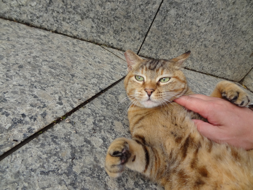 f:id:shigeo-t:20160702043628j:plain