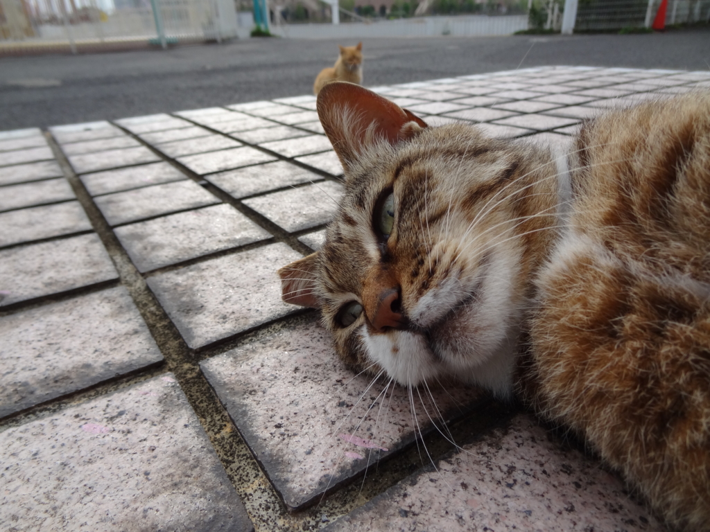 f:id:shigeo-t:20160702044306j:plain