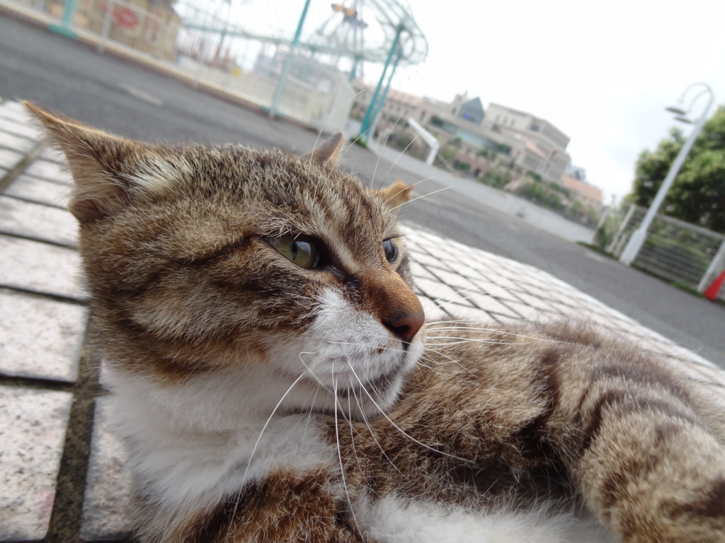 f:id:shigeo-t:20160702044307j:plain