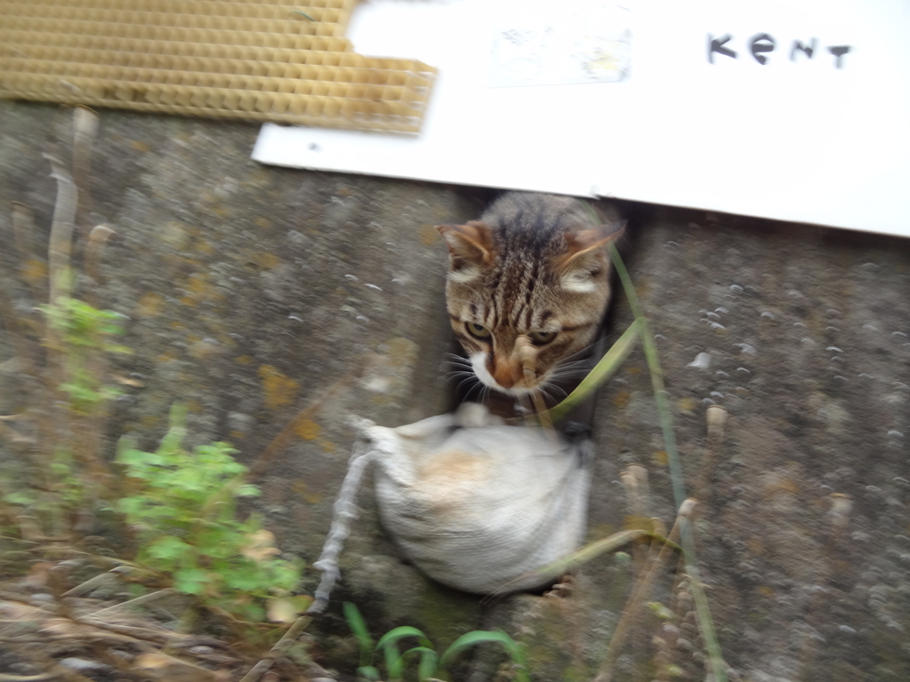 f:id:shigeo-t:20160702044843j:plain