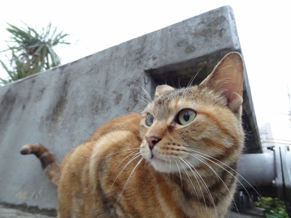 f:id:shigeo-t:20160705034927j:plain f:id:shigeo-t:20160705034927j:plain