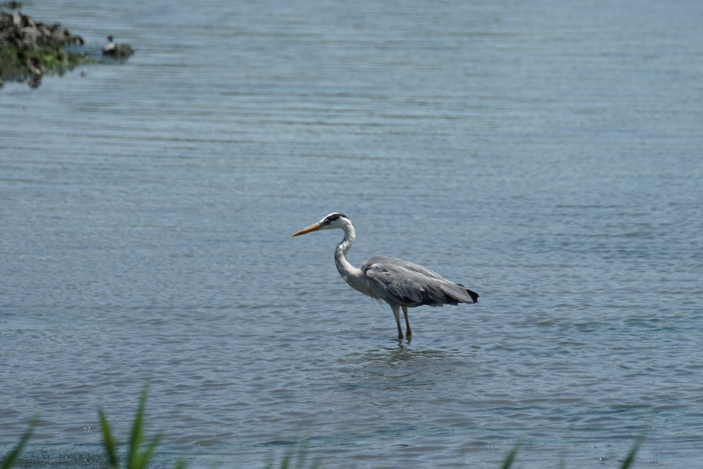 f:id:shigeo-t:20160708030044j:plain