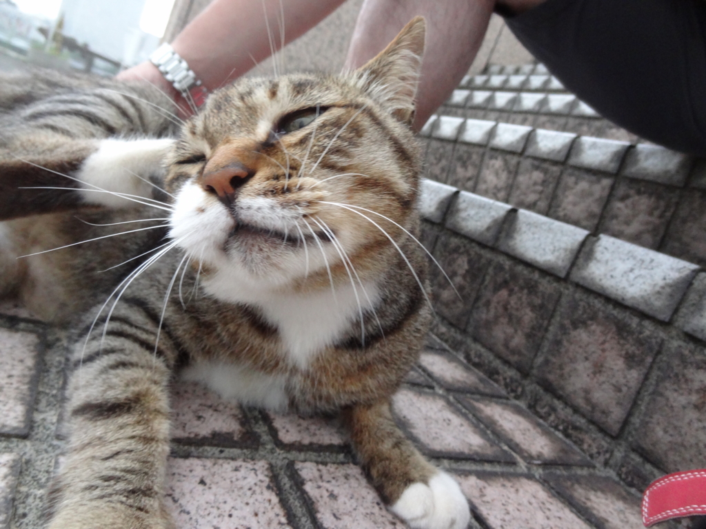 f:id:shigeo-t:20160730031454j:plain
