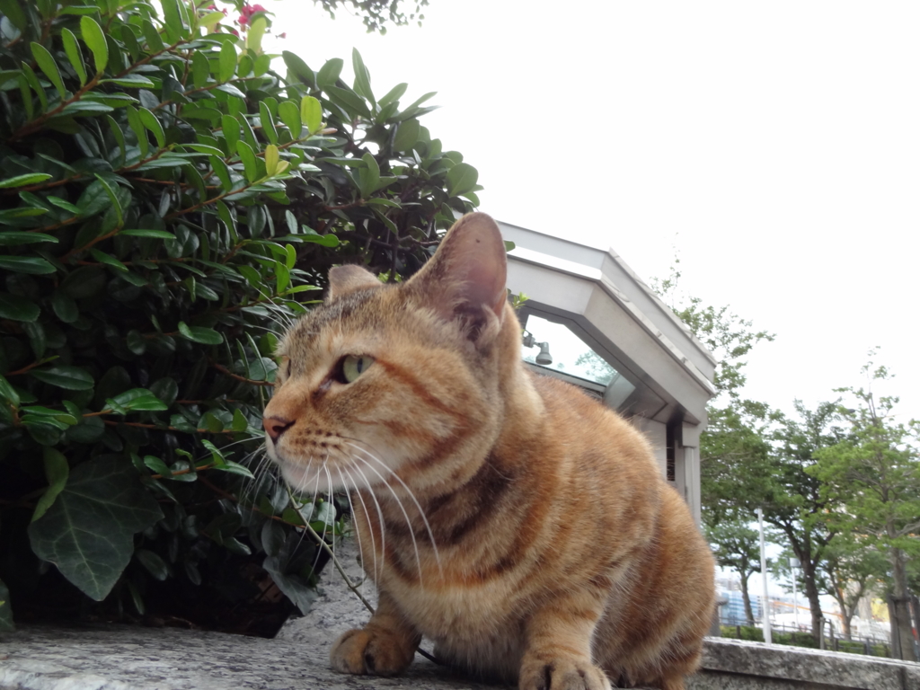 f:id:shigeo-t:20160731164703j:plain